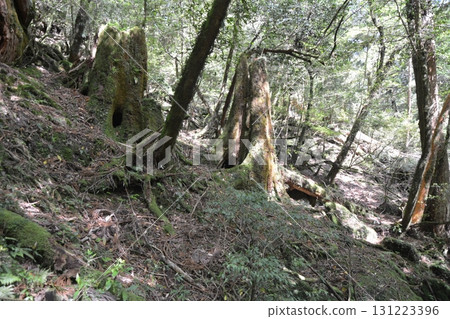 屋久島神秘森林風景 131223396