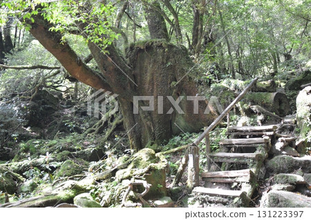 屋久島神秘森林風景 131223397