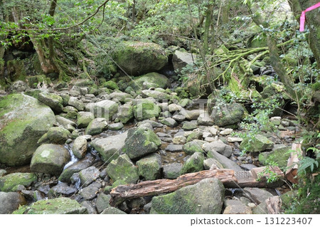 屋久島神秘森林風景 屋久島神秘森林風景 131223407