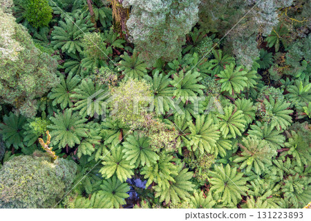 Lush green ferns in Great Otway National Park, Victoria, Australia Lush green ferns in Great Otway National Park, Victoria, Australia 131223893
