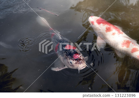 Colorful koi fish in Shukkei-en Japanese garden in Hiroshima, Japan 131223896
