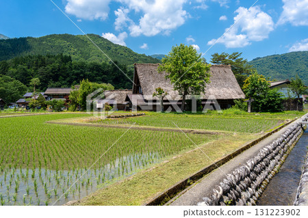 Traditional houses and rice fields in Shirakawa-go, rural Japan 131223902