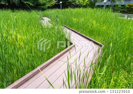 Wooden walkway through tall grass in Tennoji Park, Osaka Wooden walkway through tall grass in Tennoji Park, Osaka 131223910