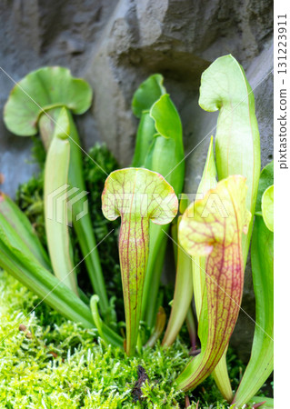Sarracenia carnivorous plant in Singapore Botanic Gardens 131223911