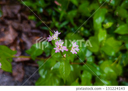 Small pink flowers of Mizosoba 131224143