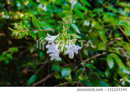 White flowers of Deutzia japonica White flowers of Deutzia japonica 131224144