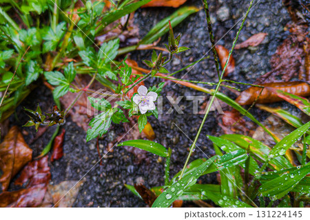 White flowers of the Gennoshoko plant wet with rain White flowers of the Gennoshoko plant wet with rain 131224145