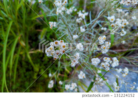 日本山楂的黃色花朵 131224152