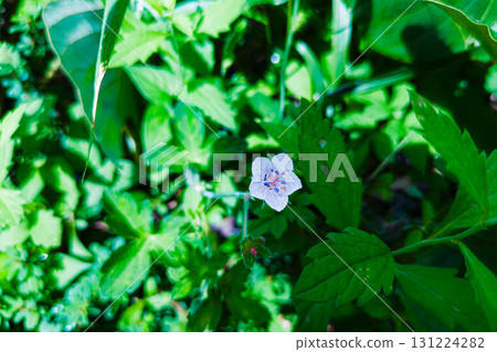 Gennoshoko的白花 Gennoshoko的白花 131224282