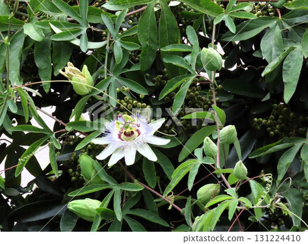 Flowers in flower beds: climbing flowers, clock vine flowers: flowers that bloom from the rainy season to summer. Flowers in flower beds: climbing flowers, clock vine flowers: flowers that bloom from the rainy season to summer. 131224410
