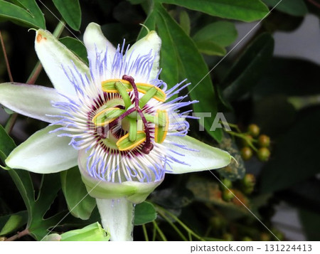 Flowers in flower beds: climbing flowers, clock vine flowers: flowers that bloom from the rainy season to summer. Flowers in flower beds: climbing flowers, clock vine flowers: flowers that bloom from the rainy season to summer. 131224413