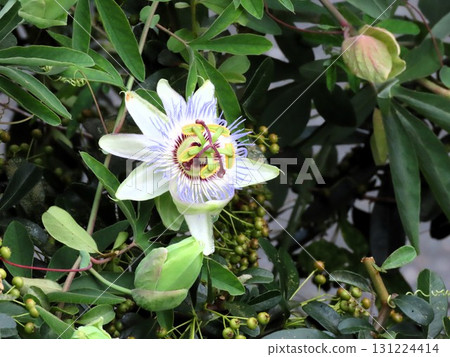 Flowers in flower beds: climbing flowers, clock vine flowers: flowers that bloom from the rainy season to summer. 131224414