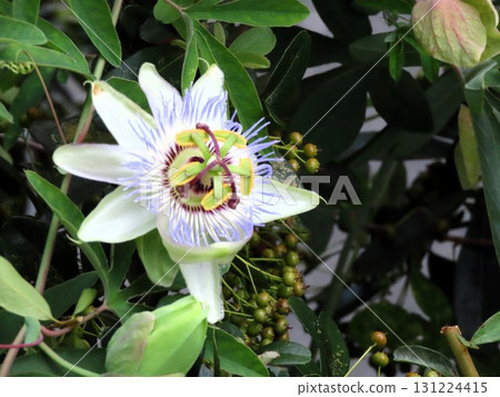 Flowers in flower beds: climbing flowers, clock vine flowers: flowers that bloom from the rainy season to summer. 131224415