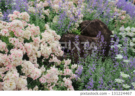 Early summer flower garden Early summer flower garden 131224467