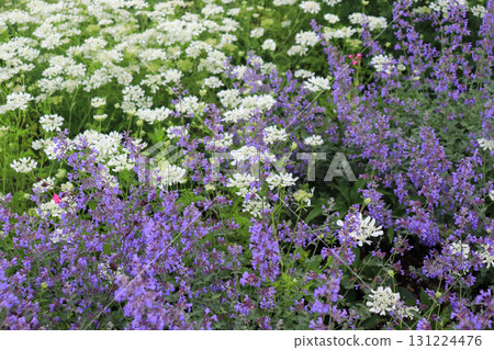 Early summer flower garden Early summer flower garden 131224476