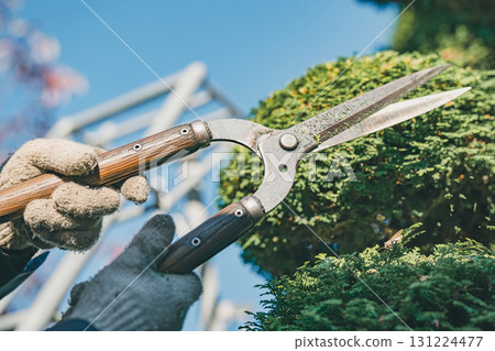 gardener, landscaper, pruning 131224477