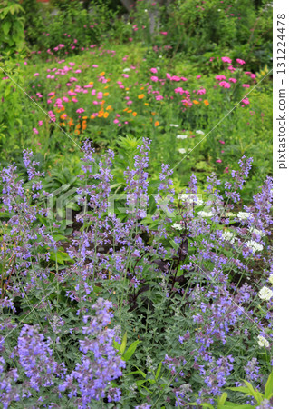 Early summer flower garden 131224478