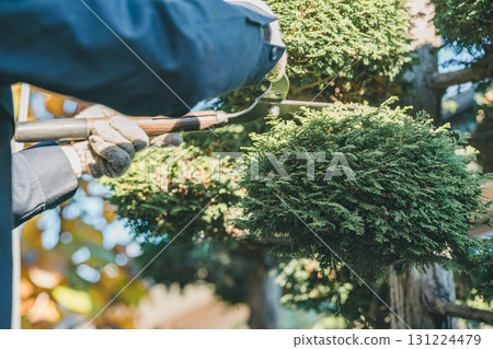 gardener, landscaper, pruning 131224479