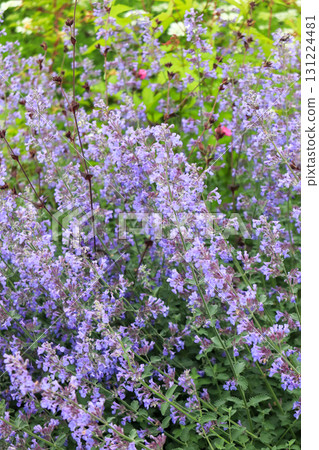 Early summer flower garden 131224481