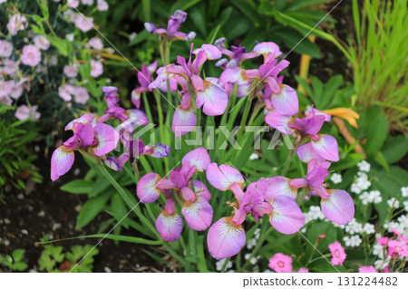 Early summer flower garden 131224482