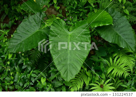 Alocasia and plants 131224537