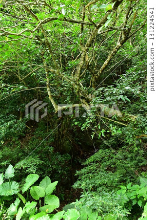 Trees and green plants Trees and green plants 131224541