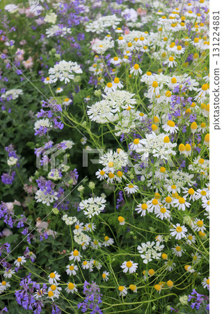 春天花圃裡盛開的鳳梨花 春天花圃裡盛開的鳳梨花 131224881