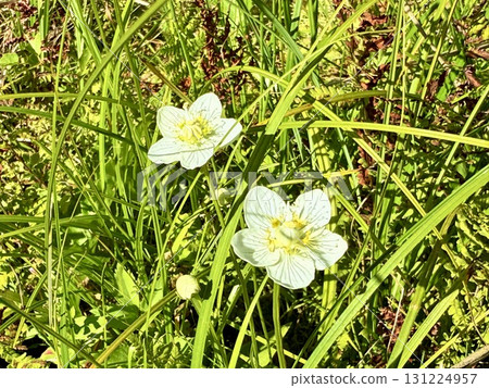 Summer scenery of the boardwalk and marshland of Ozegahara, Gunma 131224957