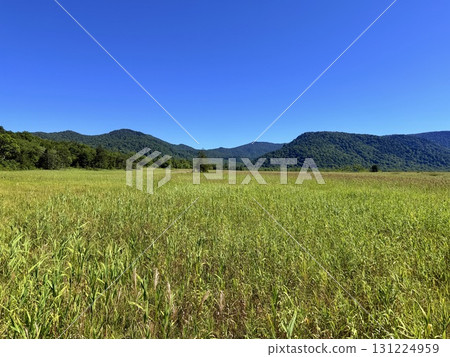 Summer scenery of the boardwalk and marshland of Ozegahara, Gunma 131224959