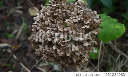 Withered hydrangea 131224983