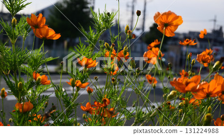  Kivanacosmos 131224988