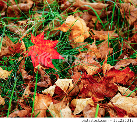 深秋森林中發現的彩色落葉 深秋森林中發現的彩色落葉 131225312