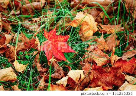 Colorful fallen leaves found in a late autumn forest Colorful fallen leaves found in a late autumn forest 131225325