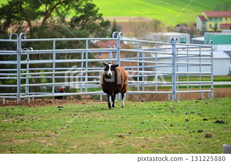 Sheep grazing in the field. Concept for animals and agriculture. Sheep grazing in the field. Concept for animals and agriculture. 131225880