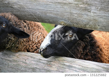 Sheep grazing in the field. Concept for animals and agriculture. Sheep grazing in the field. Concept for animals and agriculture. 131225882
