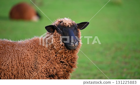 Sheep grazing in the field. Concept for animals and agriculture. Sheep grazing in the field. Concept for animals and agriculture. 131225883