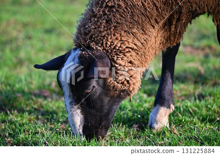 Sheep grazing in the field. Concept for animals and agriculture. 131225884