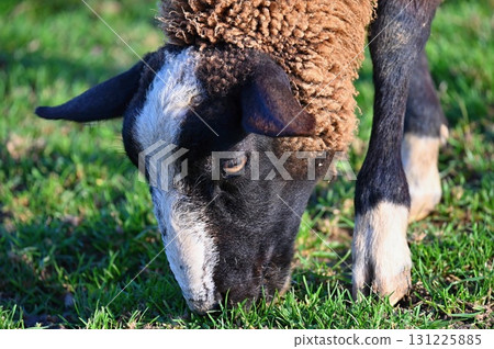 Sheep grazing in the field. Concept for animals and agriculture. Sheep grazing in the field. Concept for animals and agriculture. 131225885