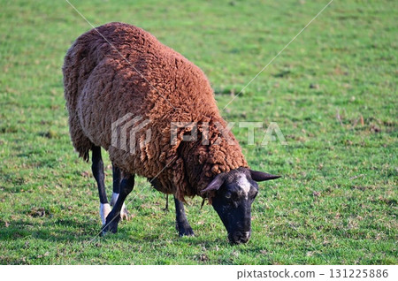 Sheep grazing in the field. Concept for animals and agriculture. 131225886