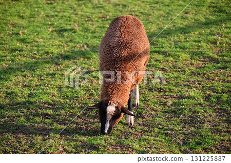 Sheep grazing in the field. Concept for animals and agriculture. Sheep grazing in the field. Concept for animals and agriculture. 131225887