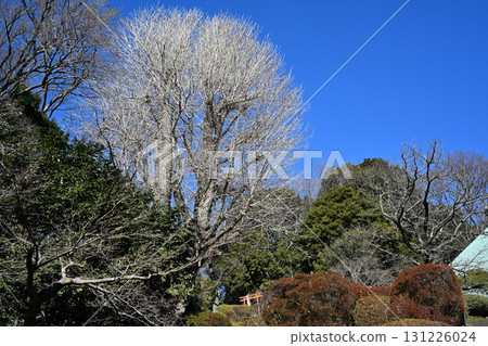 A dead ginkgo tree that resembles a gray head A dead ginkgo tree that resembles a gray head 131226024