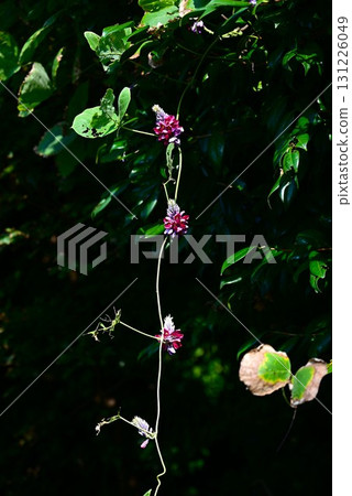 葛花、葛根、七秋草和根都是原料和草藥 葛花、葛根、七秋草和根都是原料和草藥 131226049