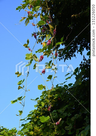 葛花、葛根、七秋草和根都是原料和草藥 葛花、葛根、七秋草和根都是原料和草藥 131226050