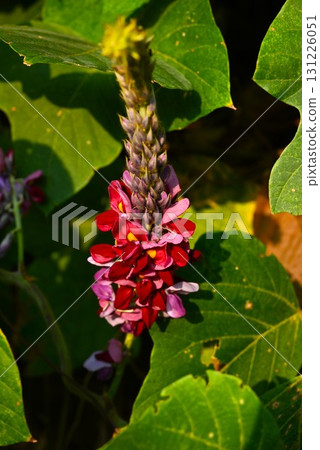 Kudzu flowers, kudzu, the seven autumn herbs, and roots are ingredients and herbal medicines Kudzu flowers, kudzu, the seven autumn herbs, and roots are ingredients and herbal medicines 131226051