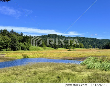 Summer scenery of the boardwalk and marshland of Oze Lake in Ozegahara, Gunma 131226352