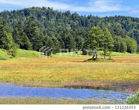 Summer scenery of the boardwalk and marshland of Oze Lake in Ozegahara, Gunma 131226353
