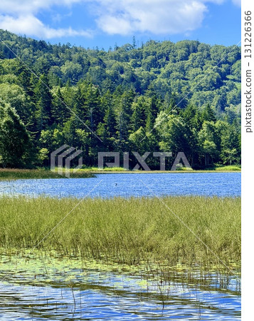 Summer scenery of the boardwalk and marshland of Oze Lake in Ozegahara, Gunma Summer scenery of the boardwalk and marshland of Oze Lake in Ozegahara, Gunma 131226366