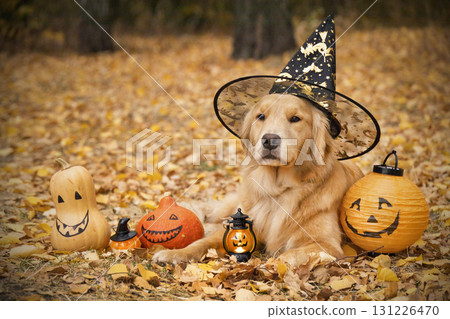 Golden Retriever in Witch Hat with Halloween Pumpkins 131226470