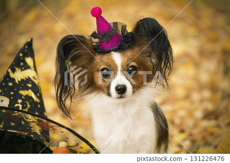 Papillon dog in a witch hat. 131226476