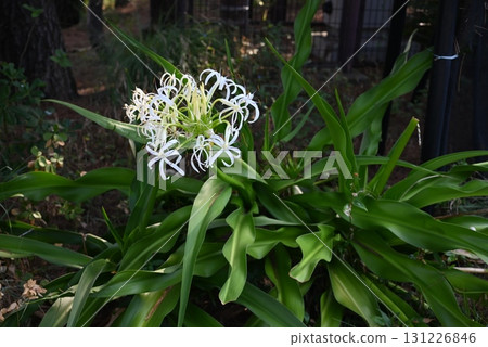 文殊蘭花、日本文殊蘭和常綠文殊蘭 131226846